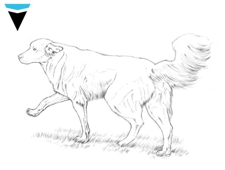 Kurs-rysunku-online-Jak-narysować-psa-2